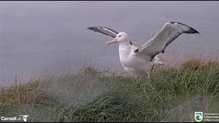 Royal Albatross  Update On TF Bolus Contents TF Spreads His Mighty Wings For Fledge Watch 91024 [upl. by Vanderhoek579]