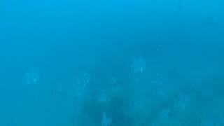 Spearfishing amberjack St Petersburg Florida [upl. by Acirtal]