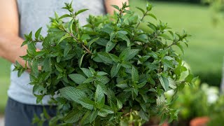 How to Care for Mint [upl. by Tartan]