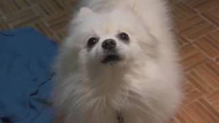 GABE THE DOG ORIGINAL VIDEO [upl. by Cordey]