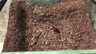 Liphistius ornatus eating a red runner roach  Trapdoor spider [upl. by Fernandina576]