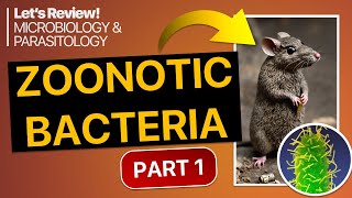 Zoonotic Bacteria Part 1  Lets Review [upl. by Ahsilif]