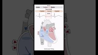 Heart Systole  Diastole biology nursing mbbs heart [upl. by Cerf]