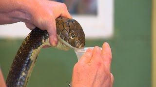 Extracting Venom From a 14 Foot Long King Cobra [upl. by Oca396]