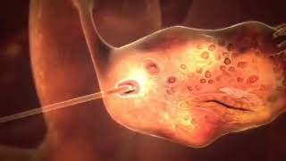 Fetal Development 3D Animation  Infuse Medical [upl. by Faun]