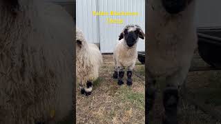 Valais Blacknose Sheep [upl. by Nalor]