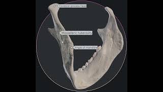 Mandible and its landmarks [upl. by Alyhs99]