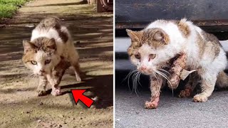 A Cat on The Side of The Road Was Hit by a Car and No One Looked After It [upl. by Thurstan345]