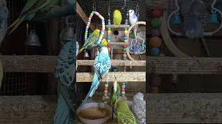 Budgie sounds amazing morning in our colonies 😍 [upl. by Rosecan]