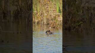 GreenWinged Teal [upl. by Llerrat]