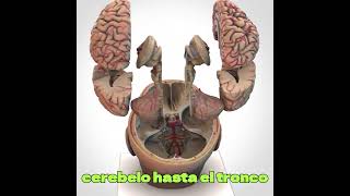 🧠 Explore la anatomía compleja del cerebro anatomy [upl. by Arlee847]