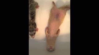 quotBaby Guyquot ferret loves his bath time [upl. by Nyliret437]