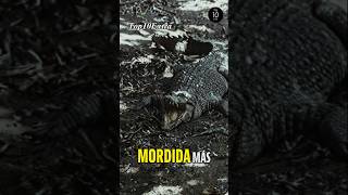 Este es el animal con las mordida más letal del planeta 🌍 [upl. by Merat]