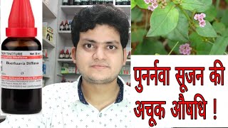 Punarnava  Homeopathic medicine Boerhaavia Diffusa  Sign and symptoms  Disease and doses [upl. by Krystle]