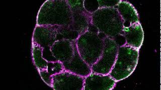 Blastocoel formation [upl. by Kabab]