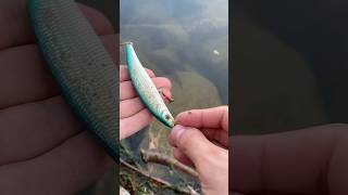 Petit trouvaille du jour  fishingvideo fishing pecheur [upl. by Hsevahb]