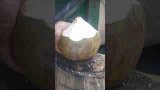 Skills cutting young coconuts fresh coconut shortsviral satisfying fruit fypシ゚viral [upl. by Enytsirk]