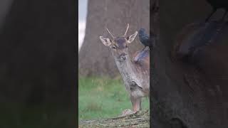 Rutting Deer Autumn in Richmond Park London [upl. by Aniela]