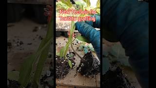 How to gratings tamato nursery plant shorts tamatar farming [upl. by Yenahteb]