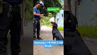 Rottweiler 1 से लेकर 5 तक गिनती। session 300 shorts [upl. by Ylekalb]