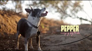 Amazing Dog Tricks by Pepper the Chihuahua Mix [upl. by Nauqat]