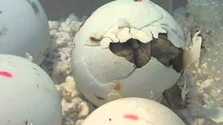 Timelapse Sulcata Tortoise Egg Hatching [upl. by Elin235]