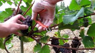 Pinot Gris harvest Burgundy [upl. by Amble]