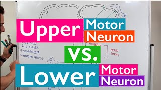 Spinal Cord Injury Motor Neurons and Reflexes [upl. by Anyzratak]