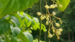 Menispermaceae Flora Flower Plant Nature Bouquet Video YoutubeVideo YTVideo [upl. by Sellers]