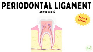 Periodontal ligament  Overview  In just 3 minutes  Medinare [upl. by Yanahs]