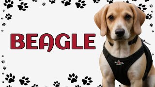 🐾 Beagle The Lovable Hound with a Heart of Gold [upl. by Naitsirhk]