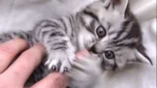 British Shorthair Silver Tabby [upl. by Diarmit]