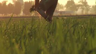 Rice fields in the Ebro Delta Natural Park [upl. by Braden]