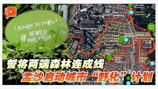 孟沙启动“城市野化”大计 放眼6000绿植连成生态走廊 [upl. by Brendin]