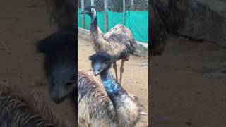 Emu  Tramptraveller Shortsemu birdemu farmingbird soundanimalswildlife [upl. by Layor]