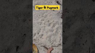 Jim Corbett Park Tiger के Pugmark plzsubscribemychannel 👍🏻 [upl. by Epperson225]