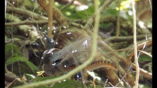 Lyrebird goes crazy mimicking [upl. by Akirdnas]