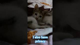 Watch till endterebina cat catlovercute kitten animallover sleep privacy trending grooming [upl. by Eaj]