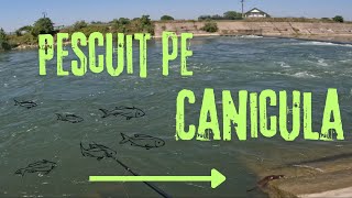 Pescuit la spinning pe canicula pesti mofturosi🔥🔥🐟🎣 [upl. by Presley]