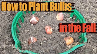 How to Plant Bulbs in the Fall  How To Avoid Problems With Bulbous Flowers [upl. by Tommy]