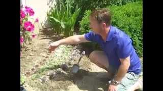 Planting a Hens amp Chicks border [upl. by Faustine]