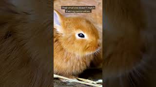 The Most Difficult Rabbit Breeds to Own [upl. by Barstow]