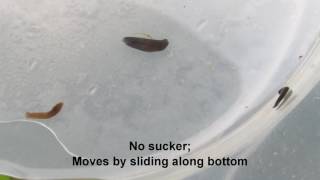 A guide to freshwater inverts  flatworms [upl. by Batchelor]