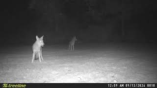 Coyotes eating our pears and driving our dogs crazy [upl. by Ewan882]