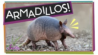 Armadillos Animals with Armor [upl. by Ahsyad994]