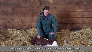 Care of a New born calf by Vet [upl. by Lorola]