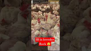 Infectious bronchitis in broiler breeder at 60th weekviralvideo chickenpoultry breeder broiler [upl. by Aztinay]