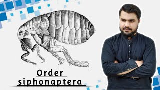 siphonaptera  Order siphonaptera  Fleas order  Pterigotas order siphonaptera [upl. by Erund]