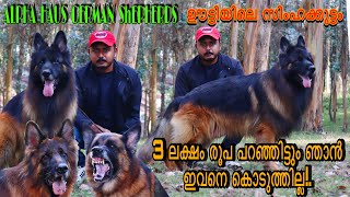 ഊട്ടിയിലെ ഒരു ഒന്നൊന്നര സിംഹക്കൂട്ടം👌 Super Quality German Shepherd kennel Ooty germanshepherd [upl. by Bartlett685]