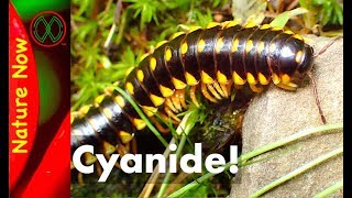 Hydrogen Cyanide Defense  Millipede [upl. by Pellegrini50]